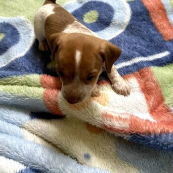 Graham -  Chihuahua and Mixed Breed Dog for Adoption in Helena, Alabama - Graham | PetCurious