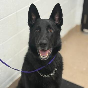 Bullet -  German Shepherd Dog Dog for Adoption in Ardmore, Oklahoma - Bullet | PetCurious