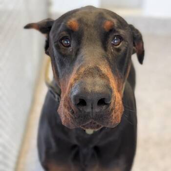 Doberman Pinscher Dogs Available for Adoption in Sandown, New Hampshire - 7937 Duke | PetCurious