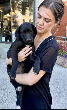 Rescue Labrador Retriever and Beagle Dogs for Adoption in Watertown, Connecticut - Lola | PetCurious