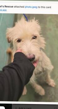 Zuzu -  Wheaten Terrier and Poodle Dog for Adoption in Boulder, Colorado - Zuzu | PetCurious