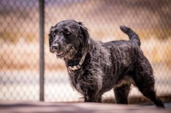 Freddy -  Labrador Retriever and Poodle Dog for Adoption in Twentynine Palms, California - Freddy | PetCurious