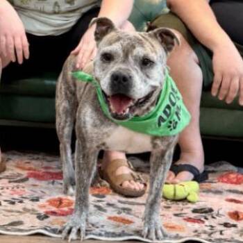 Angel Baby Squishy Sweet Cheeks -  English Bulldog and American Bulldog Dog for Adoption in Friendswood, Texas - Angel Baby Squishy Sweet Cheeks | PetCurious