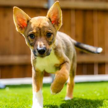 Espresso -  Cattle Dog and Mixed Breed Dog for Adoption in Naperville, Illinois - Espresso | PetCurious