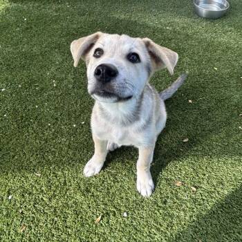 Salt 7239 -  Husky Dog for Adoption in Loxahatchee Groves, Florida - Salt 7239 | PetCurious