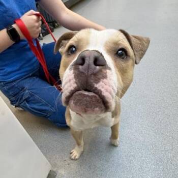 Gingerbread -  Pit Bull Terrier and American Bulldog Dog for Adoption in Hilliard, Ohio - Gingerbread | PetCurious