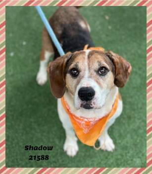SHADOW see also BROLLY -  Beagle and Pit Bull Terrier Dog for Adoption in Marietta, Georgia - SHADOW See Also BROLLY | PetCurious