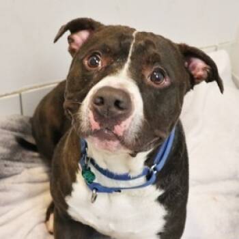 Rescue Mixed Breed Dogs for Adoption in Newark, New Jersey - Bruno | PetCurious