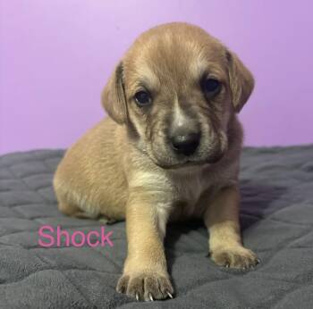 Rescue Beagle and Jack Russell Terrier Dogs for Adoption in Maryville, Tennessee - Shock (available Soon) | PetCurious