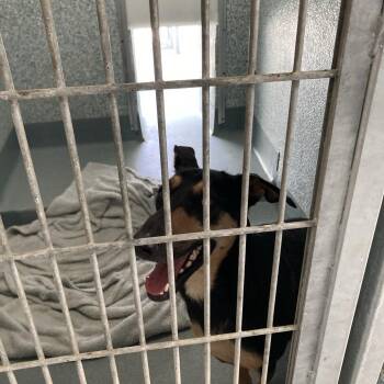 Isabella -  German Shepherd Dog and Doberman Pinscher Dog for Adoption in Hawthorne, California - Isabella | PetCurious