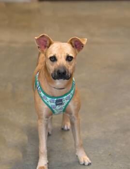 Rescue Mountain Cur Dogs for Adoption - Maggie | PetCurious