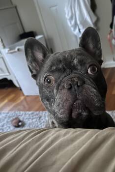 Rico -  French Bulldog Dog for Adoption in Harrison, New York - Rico | PetCurious
