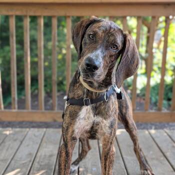Barney Rubble -  Hound and Mixed Breed Dog for Adoption in Falls Church, Virginia - Barney Rubble | PetCurious
