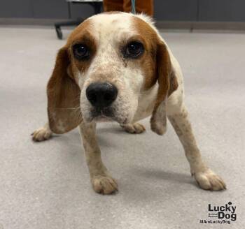 Ernesto -  Beagle Dog for Adoption in Washington, District Of Columbia - Ernesto | PetCurious