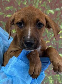 Shepherd and Mixed Breed Dogs Available for Adoption in San Antonio, Texas - Sapphire | PetCurious