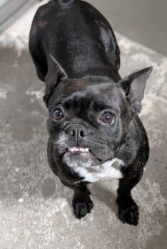 Pudge -  French Bulldog Dog for Adoption in Sacramento, California - Pudge | PetCurious