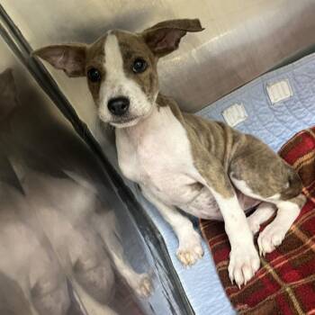 Butterscotch -  Pit Bull Terrier and Mixed Breed Dog for Adoption in Palestine, Texas - Butterscotch | PetCurious