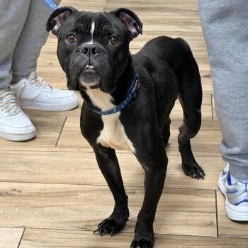 BlackJack -  Boxer Dog for Adoption in Newark, New Jersey - BlackJack | PetCurious