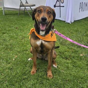 BROWNIE -  Doberman Pinscher and Retriever Dog for Adoption in San Juan Capistrano, California - BROWNIE | PetCurious