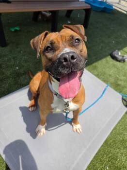 Cinnamon -  Mixed Breed Dog for Adoption in Cincinnati, Ohio - Cinnamon | PetCurious
