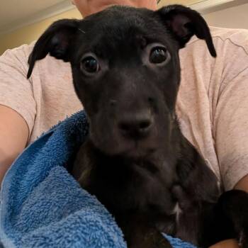 Sanibel -  Black Labrador Retriever Dog for Adoption in Klein, Texas - Sanibel | PetCurious