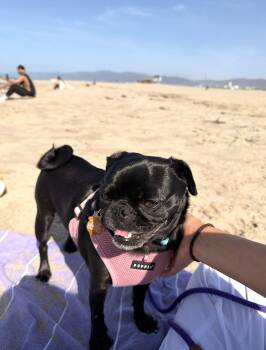 Pug Dogs Available for Adoption in Los Angeles, California - Doris | PetCurious