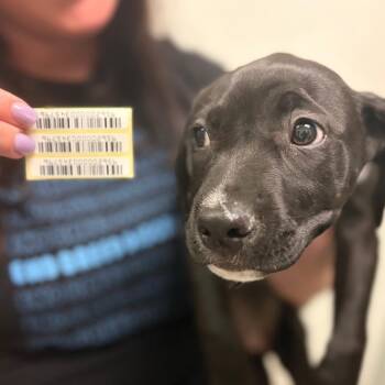 Gloucester -  Mixed Breed Dog for Adoption in Charleston, West Virginia - Gloucester | PetCurious