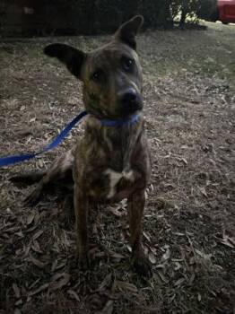 Terrier and Mixed Breed Dogs Available for Adoption - Ryker | PetCurious