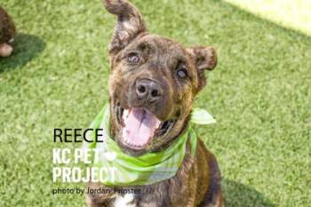 Reese -  Mixed Breed Dog for Adoption in Kansas City, Missouri - Reese | PetCurious