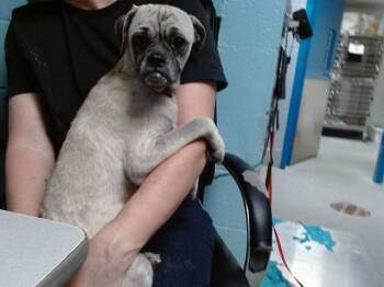 WILBERT -  Pug and Mixed Breed Dog for Adoption in Albuquerque, New Mexico - WILBERT | PetCurious