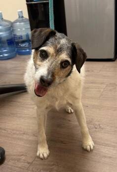 Jack Russell Terrier Dogs Available for Adoption - Gunner | PetCurious