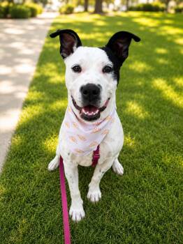Summer -  Pit Bull Terrier and Mixed Breed Dog for Adoption in Houston, Texas - Summer | PetCurious