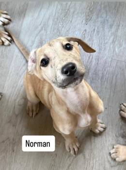 Shepherd and Catahoula Leopard Dog Dogs Available for Adoption in Roxbury Township, New Jersey - Norman  | PetCurious