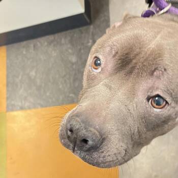 Django -  Mixed Breed Dog for Adoption in Philadelphia, Pennsylvania - Django | PetCurious