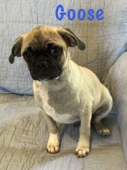 Goose -  Pug Dog for Adoption - Goose | PetCurious