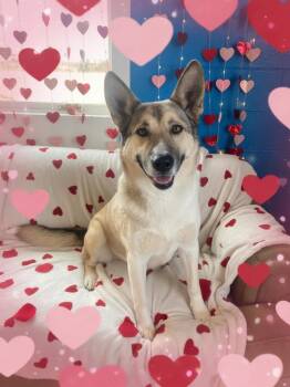 German Shepherd Dog Dogs Available for Adoption - Luna | PetCurious