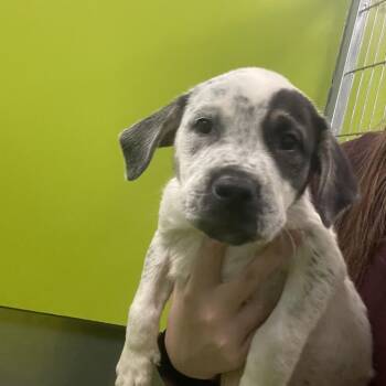 Mixed Breed Dogs Available for Adoption in Spokane, Washington - Sylvester | PetCurious