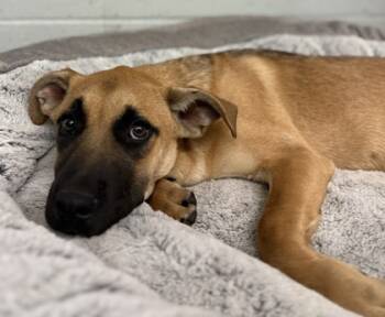 Rescue Shepherd and Mixed Breed Dogs for Adoption in Madera, California - Jane | PetCurious