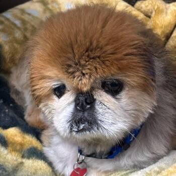 Mixed Breed Dogs Available for Adoption in Medford, Oregon - Davie | PetCurious