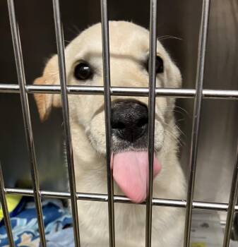 Moonwind -  Mixed Breed Dog for Adoption in Parma, Ohio - Moonwind | PetCurious