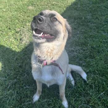 Chloe -  Anatolian Shepherd Dog for Adoption in Mount Vernon, Indiana - Chloe | PetCurious