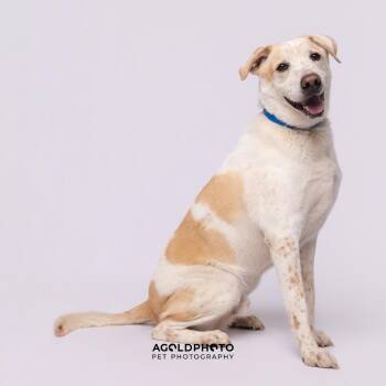 Yellow Labrador Retriever Dogs Available for Adoption - Lenny | PetCurious