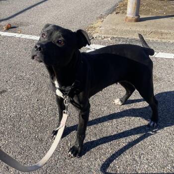 Mixed Breed Dogs Available for Adoption in Philadelphia, Pennsylvania - Skyfall | PetCurious