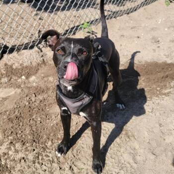 Rescue Mixed Breed Dogs for Adoption in Sumterville, Florida - Trudd | PetCurious
