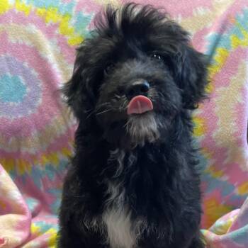 Cockapoo Dogs Available for Adoption in Tipton, Iowa - Rocky | PetCurious