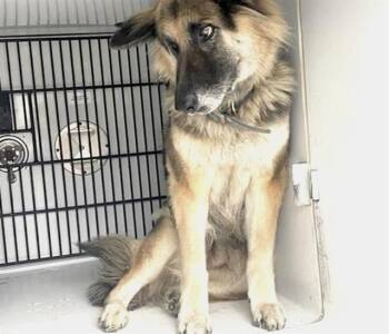 German Shepherd Dog and Mixed Breed Dogs Available for Adoption in Houston, Texas - A654621 | PetCurious