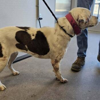 Miracle -  Mixed Breed Dog Available for Adoption in Las Cruces, New Mexico - Miracle | PetCurious