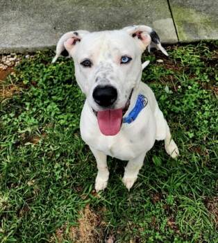 Rescue Pit Bull Terrier and Mixed Breed Dogs for Adoption in Knoxville, Tennessee - Goliath | PetCurious
