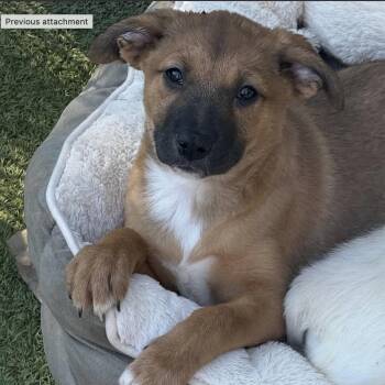 Terrier Dogs Available for Adoption - Mistletoe | PetCurious