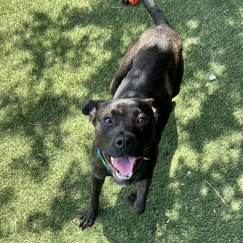 Steel -  Pit Bull Terrier and Rottweiler Dog for Adoption in Newport, North Carolina - Steel | PetCurious